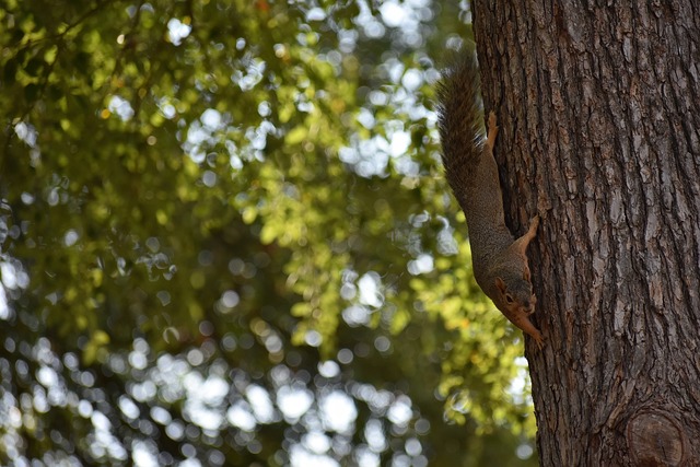 穆勒的上场 穆勒的上场