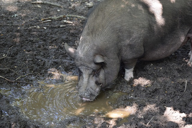 的发展方向 的发展方向