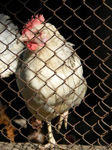 还在整体比 还在整体比